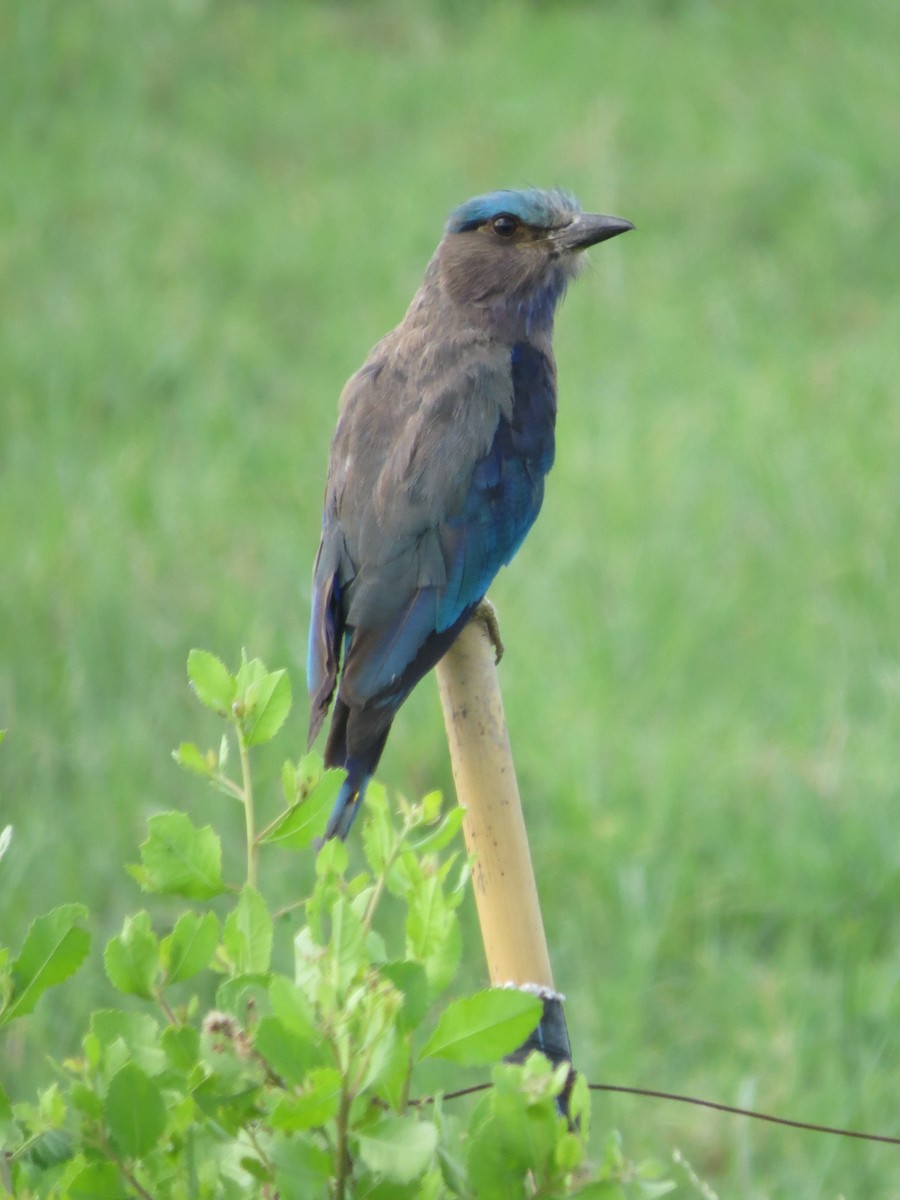 indokinaråke - ML283981941