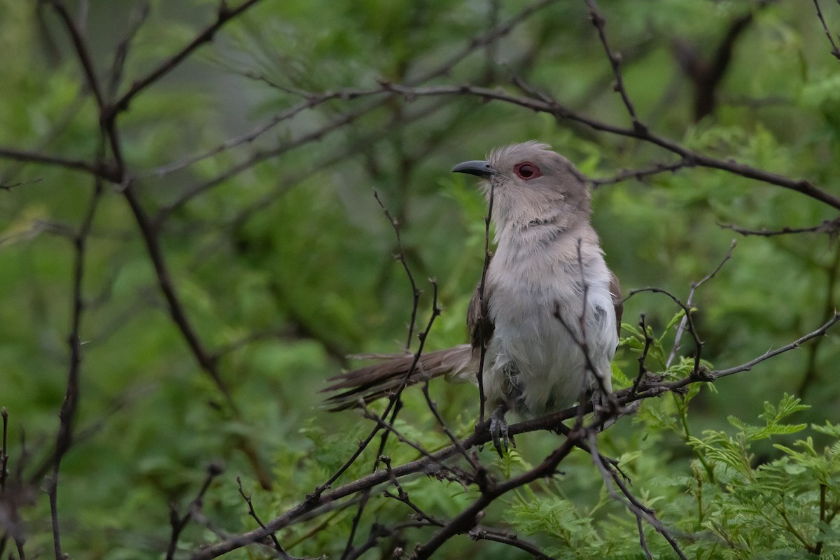 Ash-colored Cuckoo - ML283983021