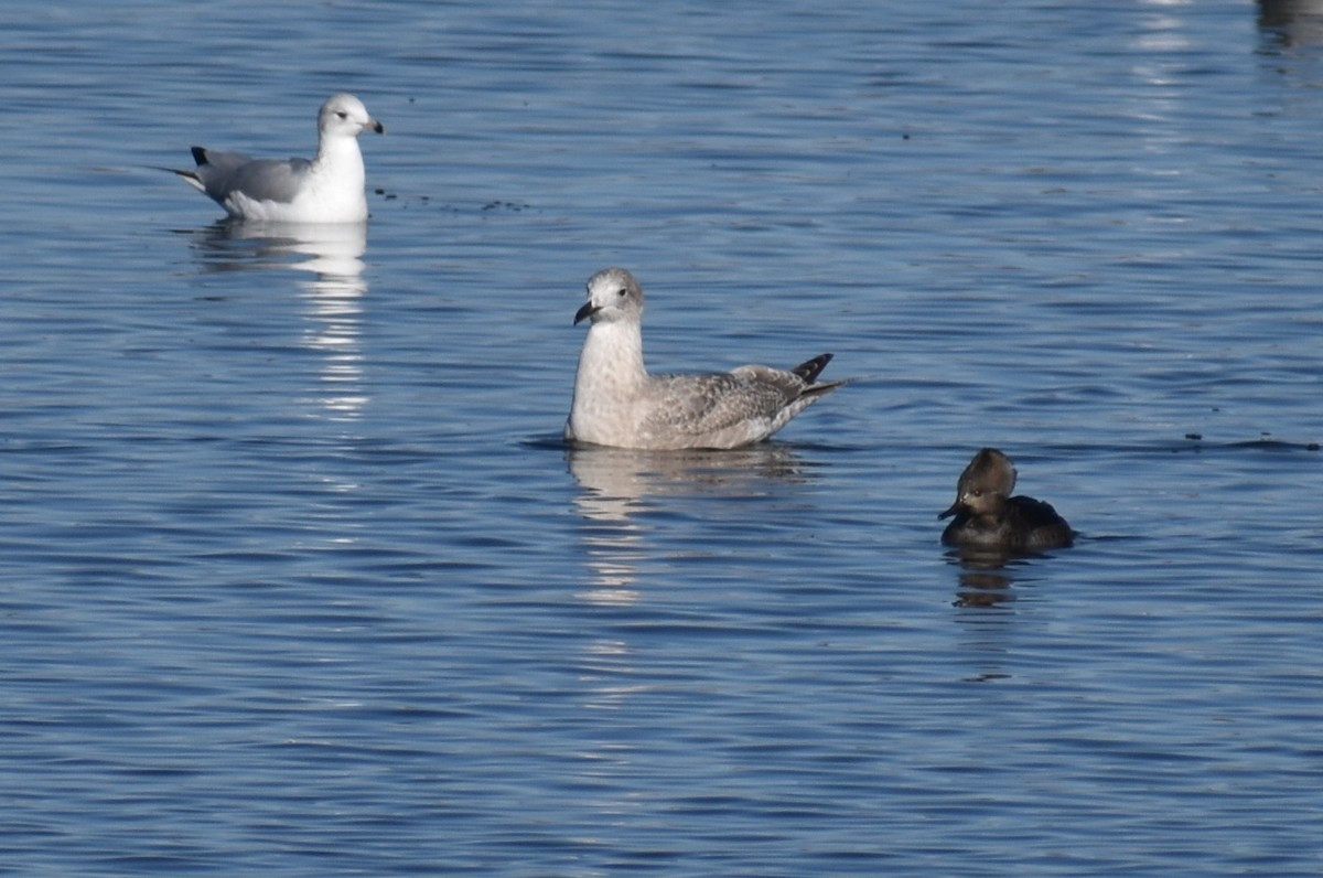 Iceland Gull (Thayer's) - Claire H