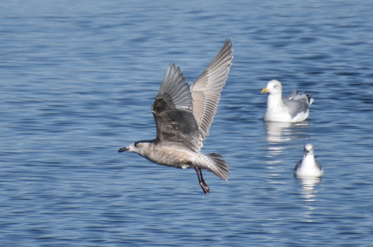 Iceland Gull (Thayer's) - Claire H
