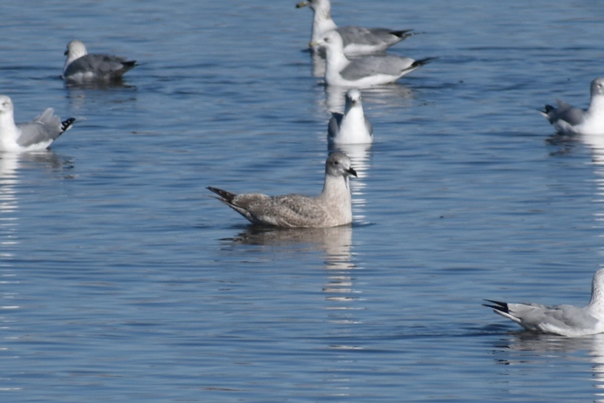 Iceland Gull (Thayer's) - Claire H
