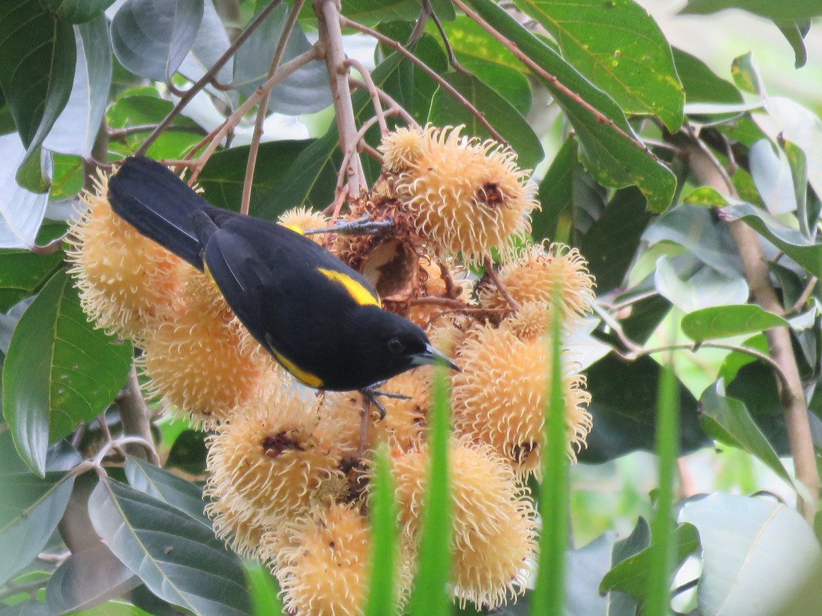 Black-cowled Oriole - ML283985261