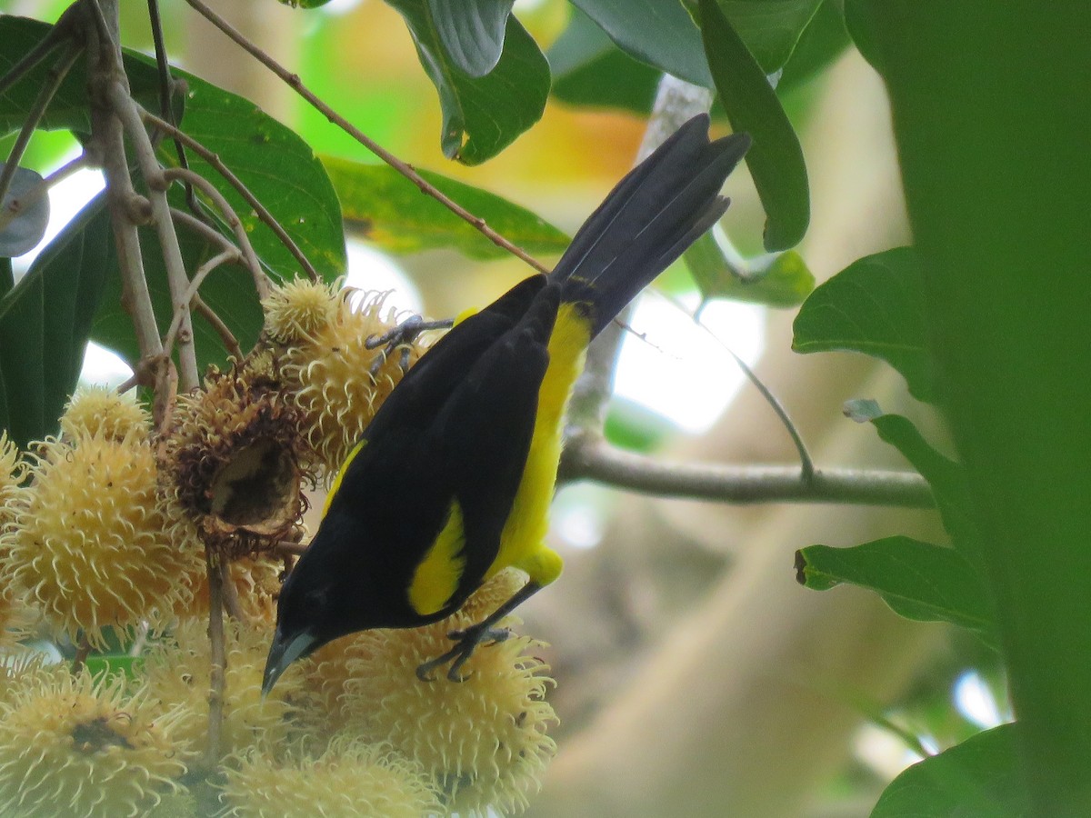 Black-cowled Oriole - ML283985271