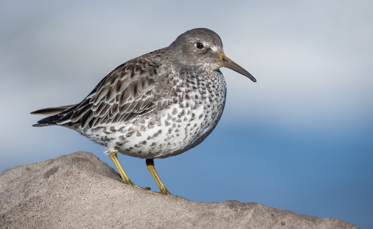 Rock Sandpiper - Mason Maron