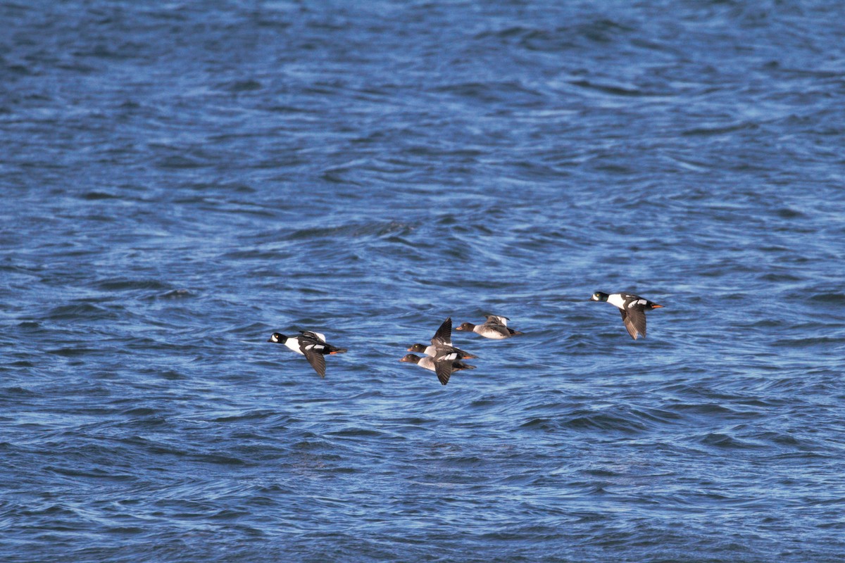 Barrow's Goldeneye - ML283988911