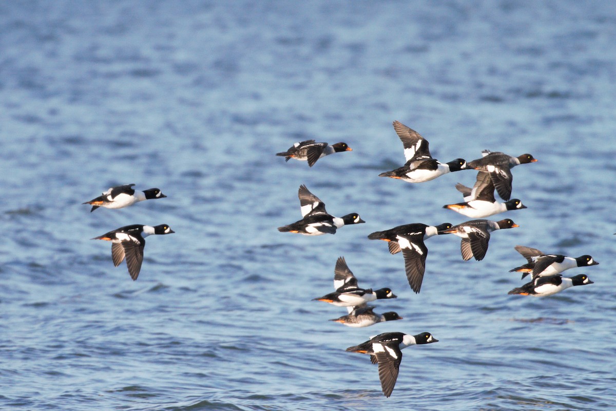 Barrow's Goldeneye - Dominique Berteaux