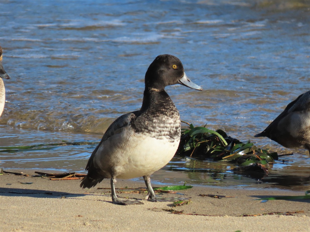 Lesser Scaup - ML283989431