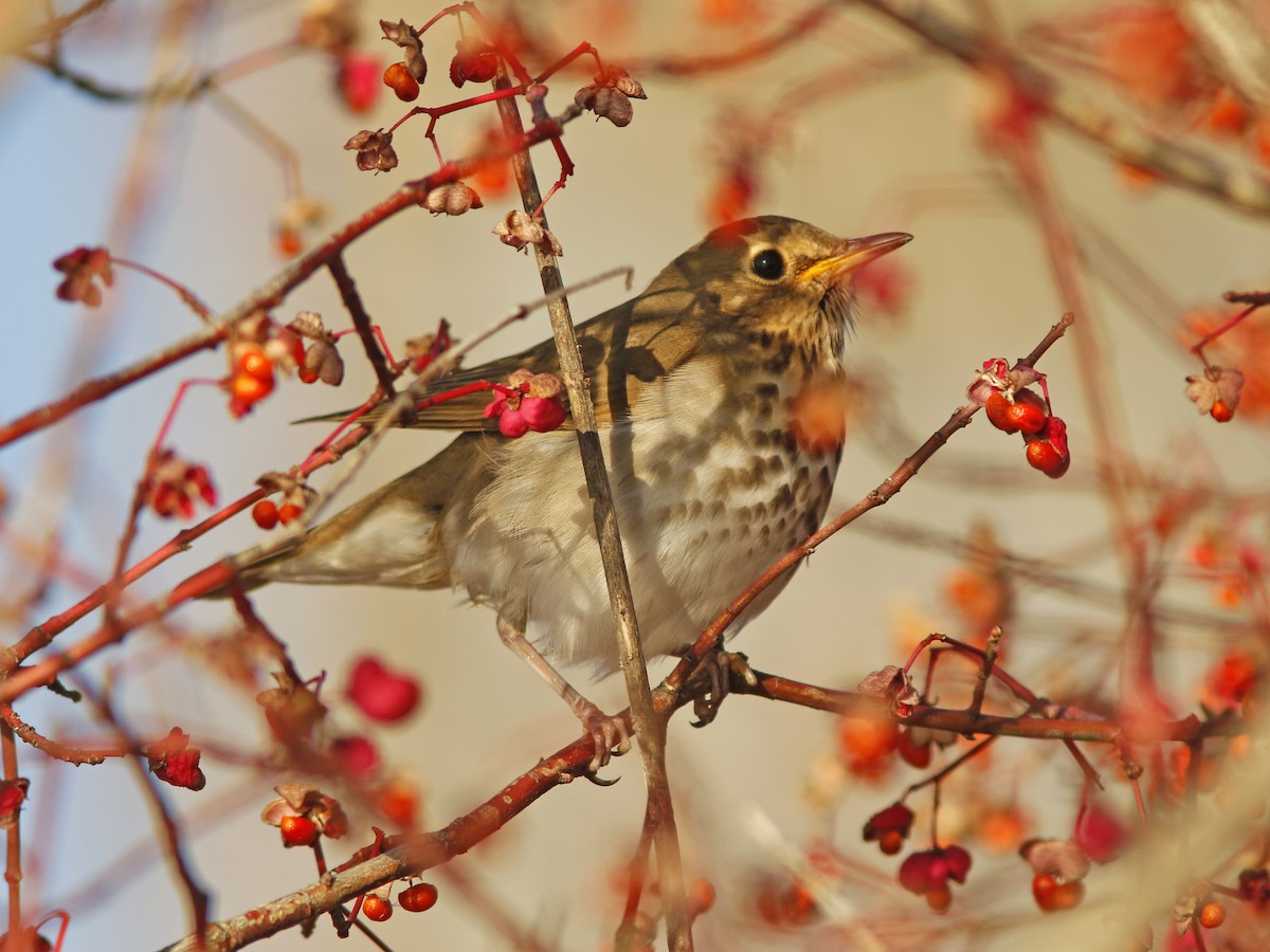 Swainson's Thrush - ML283990021