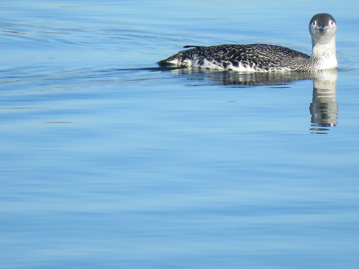 Red-throated Loon - ML283990771