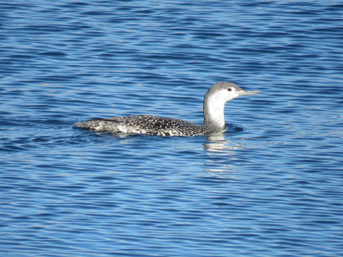 Red-throated Loon - ML283990971