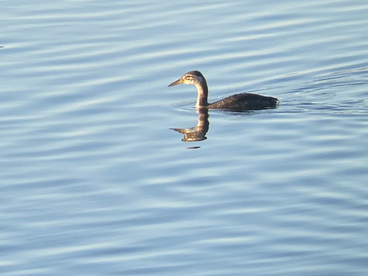 Red-necked Grebe - ML283992931