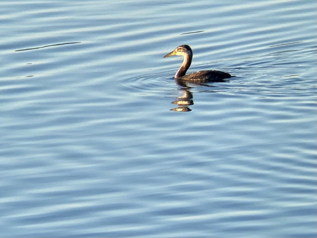 Red-necked Grebe - ML283992951