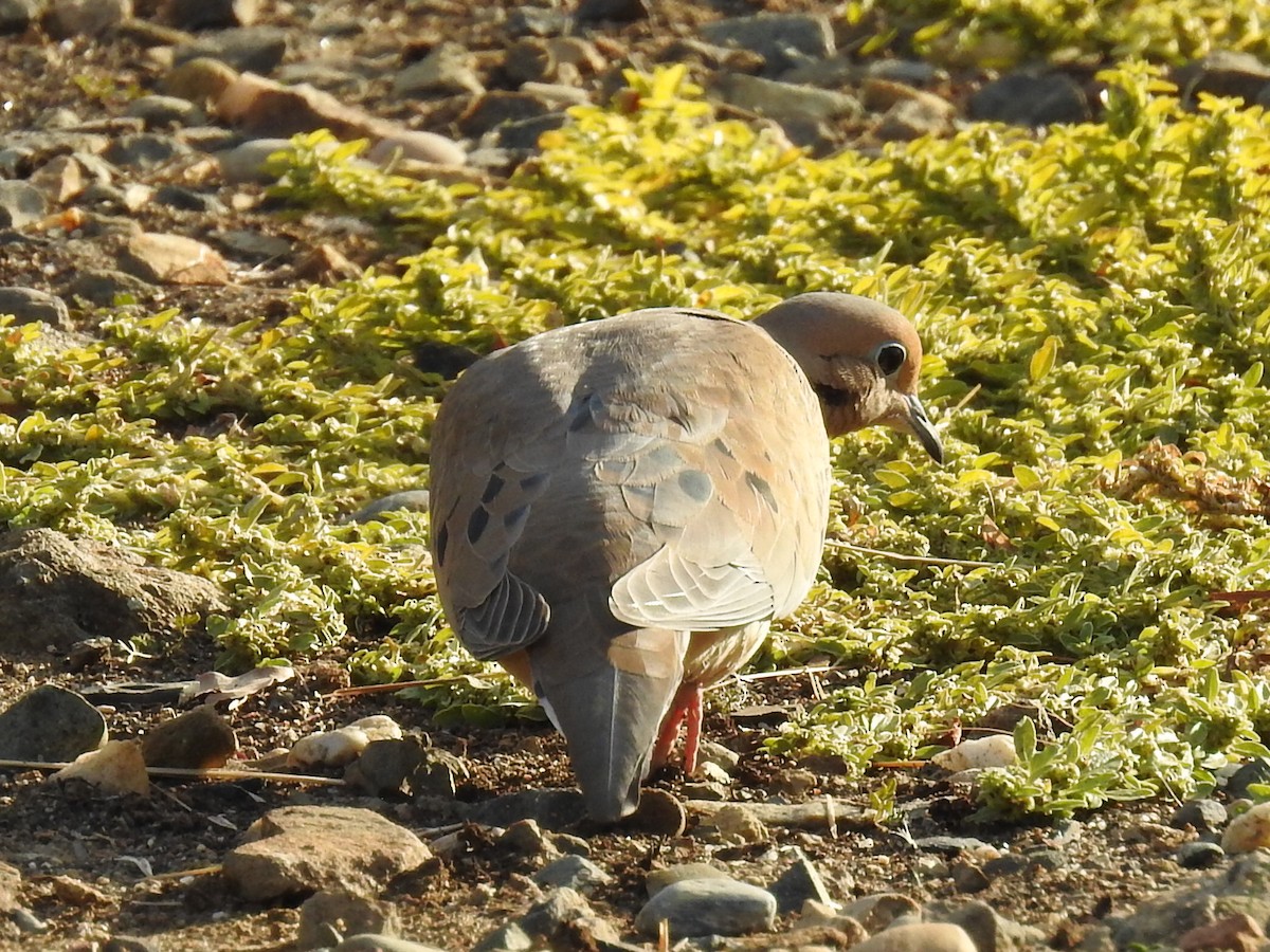 Mourning Dove - Aidan Brubaker