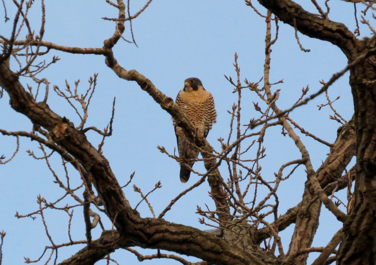 Peregrine Falcon - ML283997901