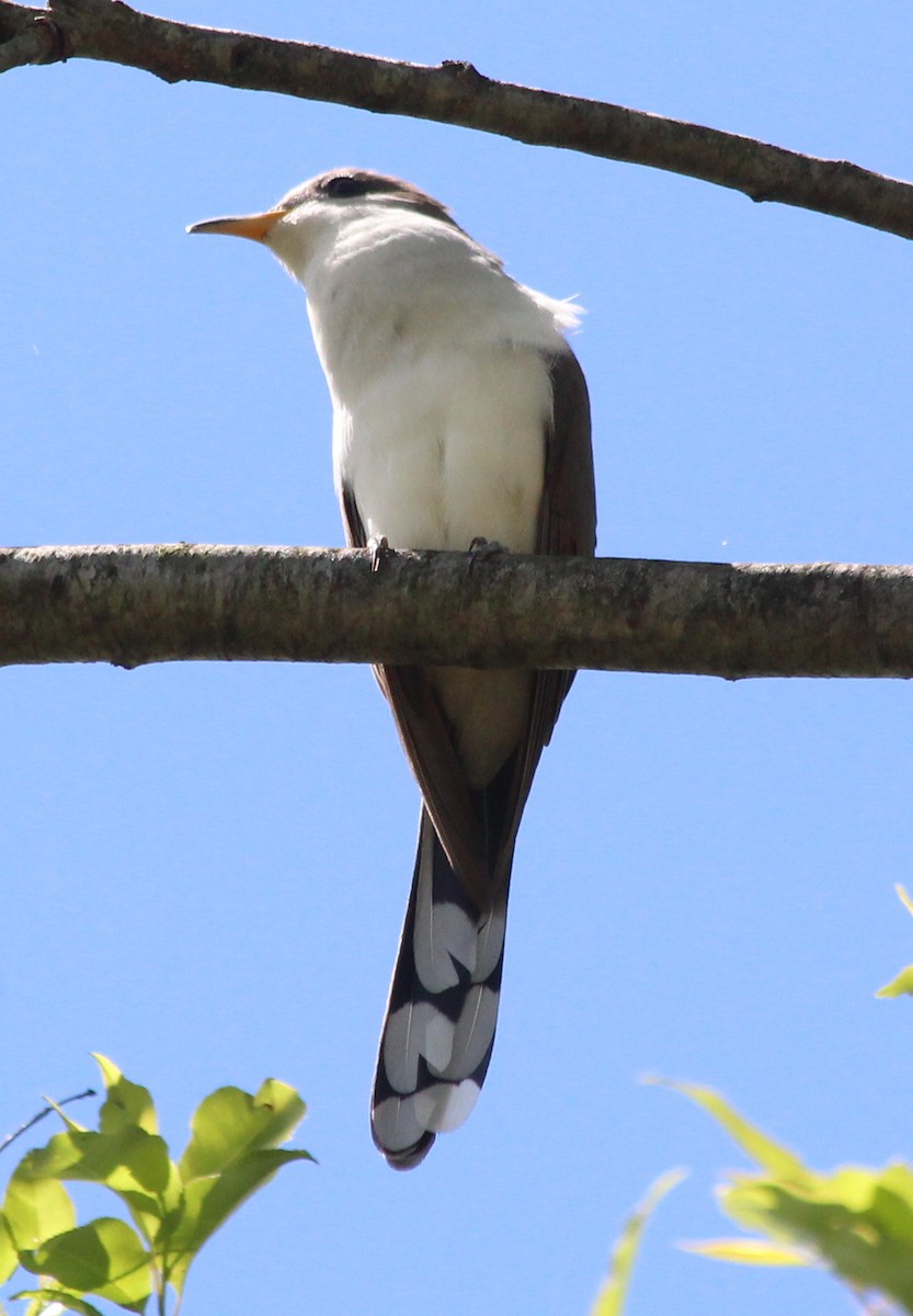 Yellow-billed Cuckoo - kevin dougherty