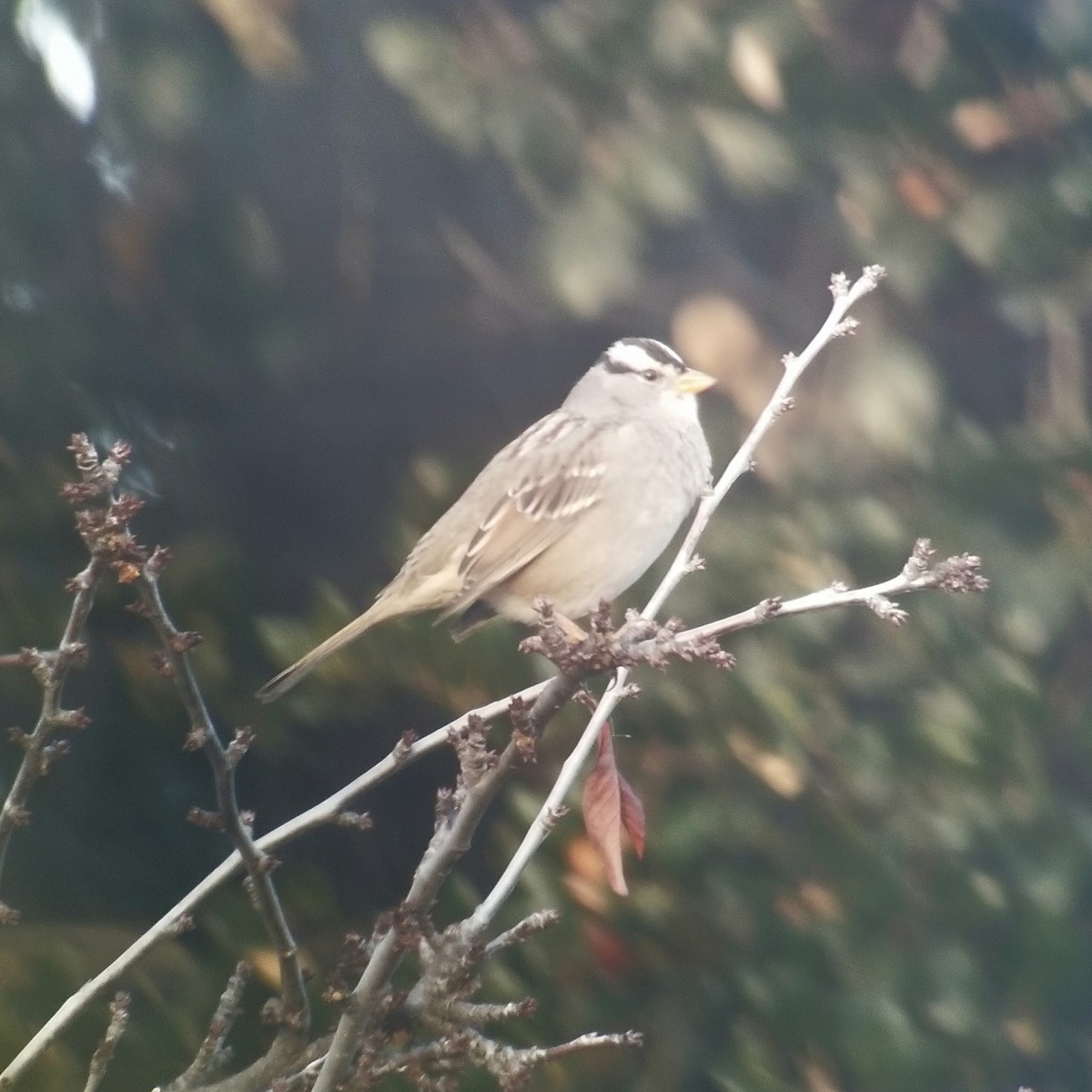 White-crowned Sparrow - ML283999561