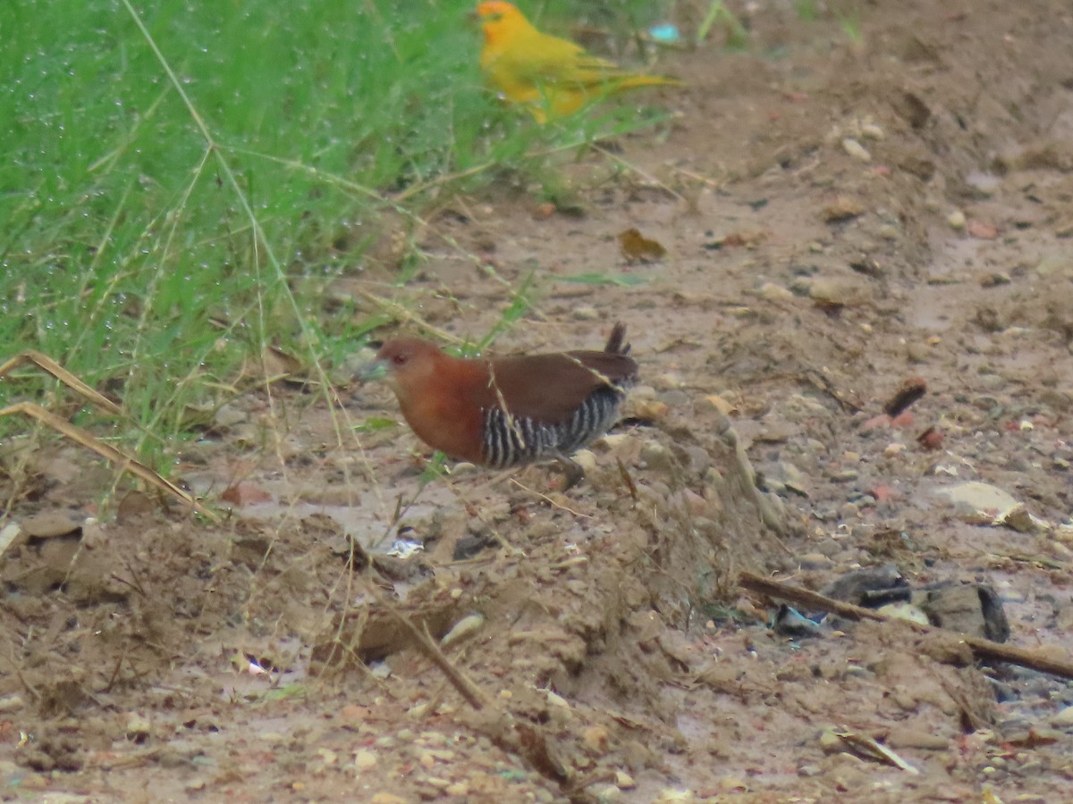 White-throated Crake - Jose Martinez De Valdenebro