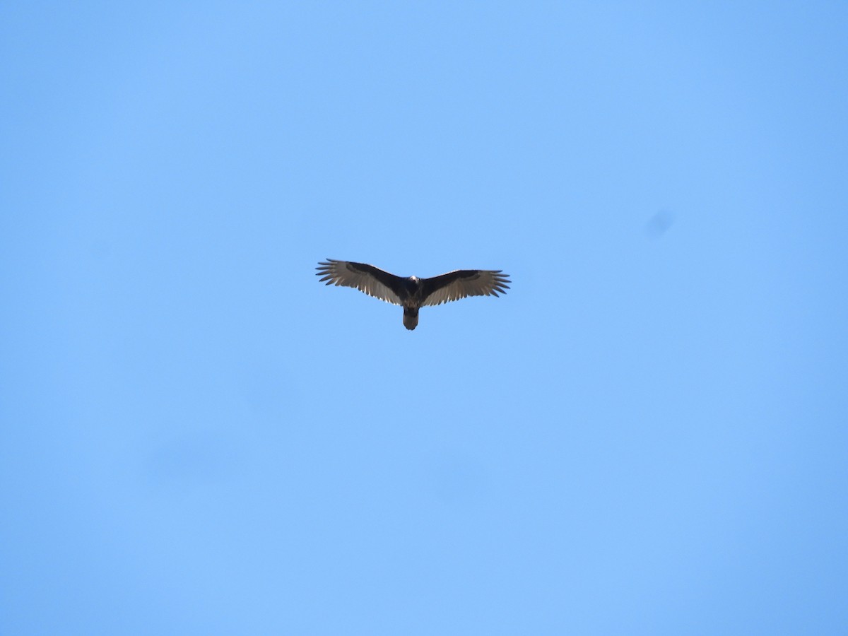 Turkey Vulture - ML284000411