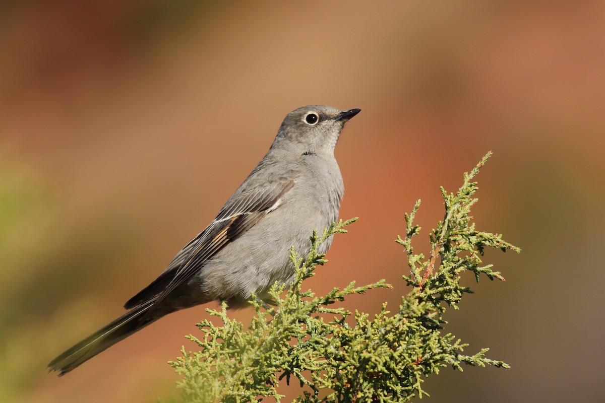 Townsend's Solitaire - ML284001161