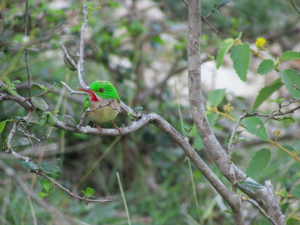 Broad-billed Tody - Sean Christensen