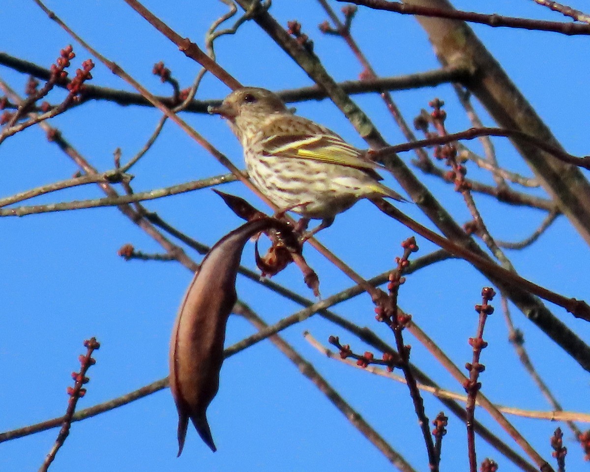 Pine Siskin - ML284001821
