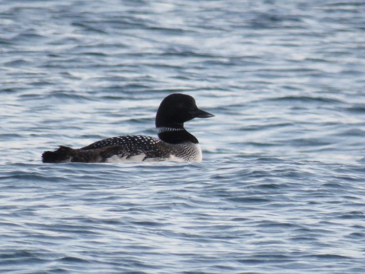 Common Loon - ML28400191