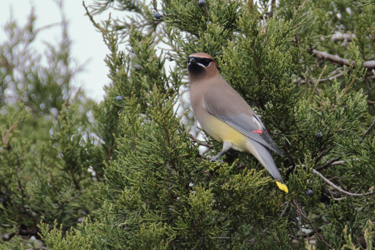 Cedar Waxwing - ML284002241