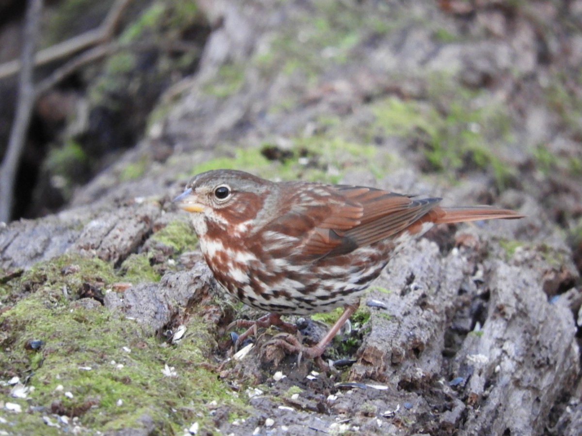 Fox Sparrow - ML284002431