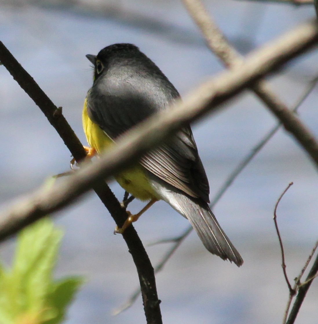 Canada Warbler - ML28400271