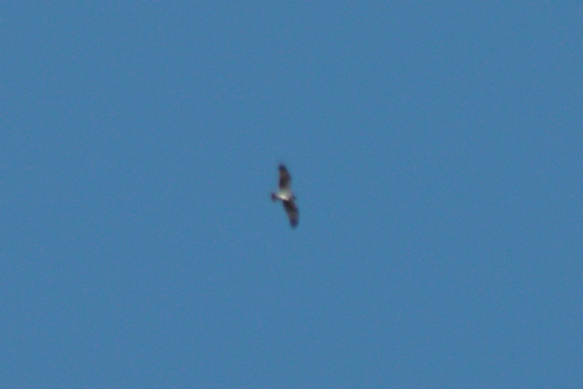 Osprey - Pedro Cardia