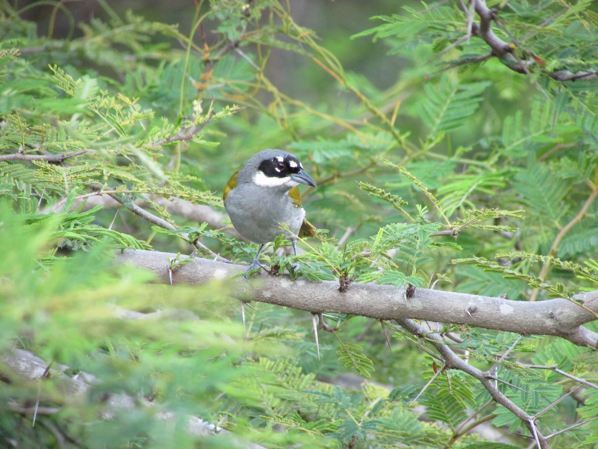 Gray-crowned Palm-Tanager - ML28400321