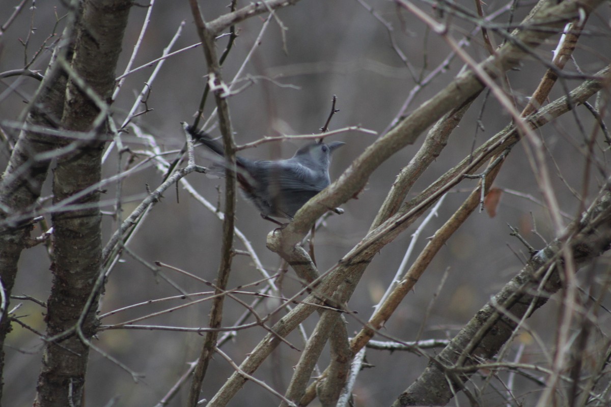 Gray Catbird - ML284003431