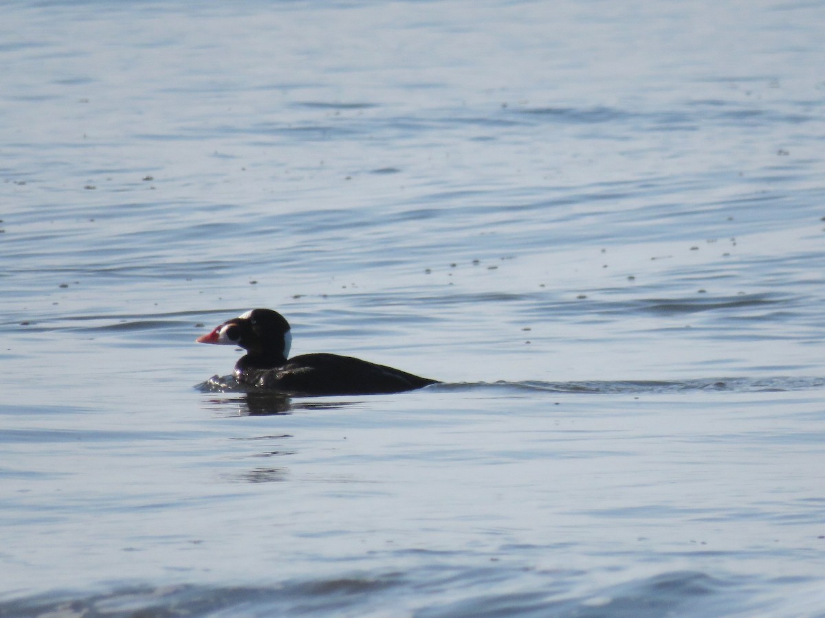 Surf Scoter - Ed Stonick