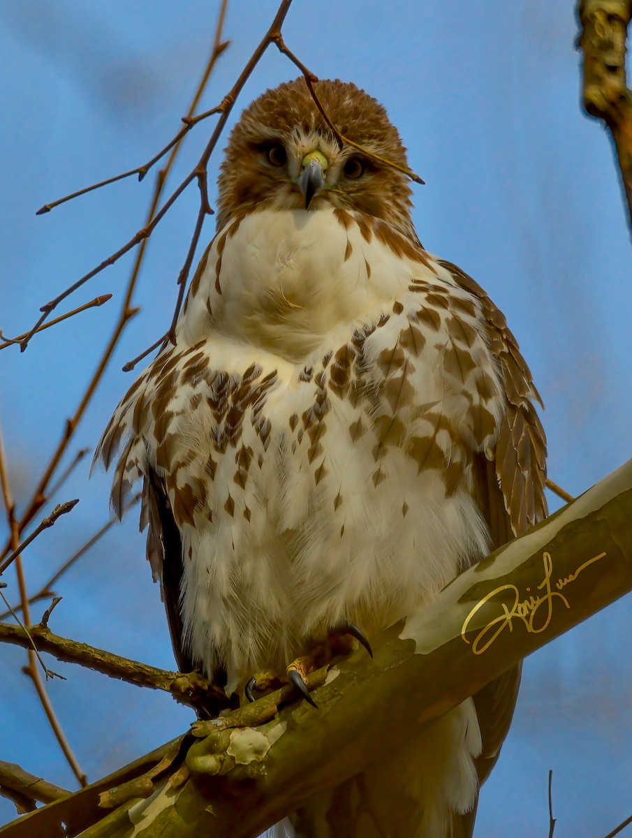 Red-tailed Hawk - ML284004781