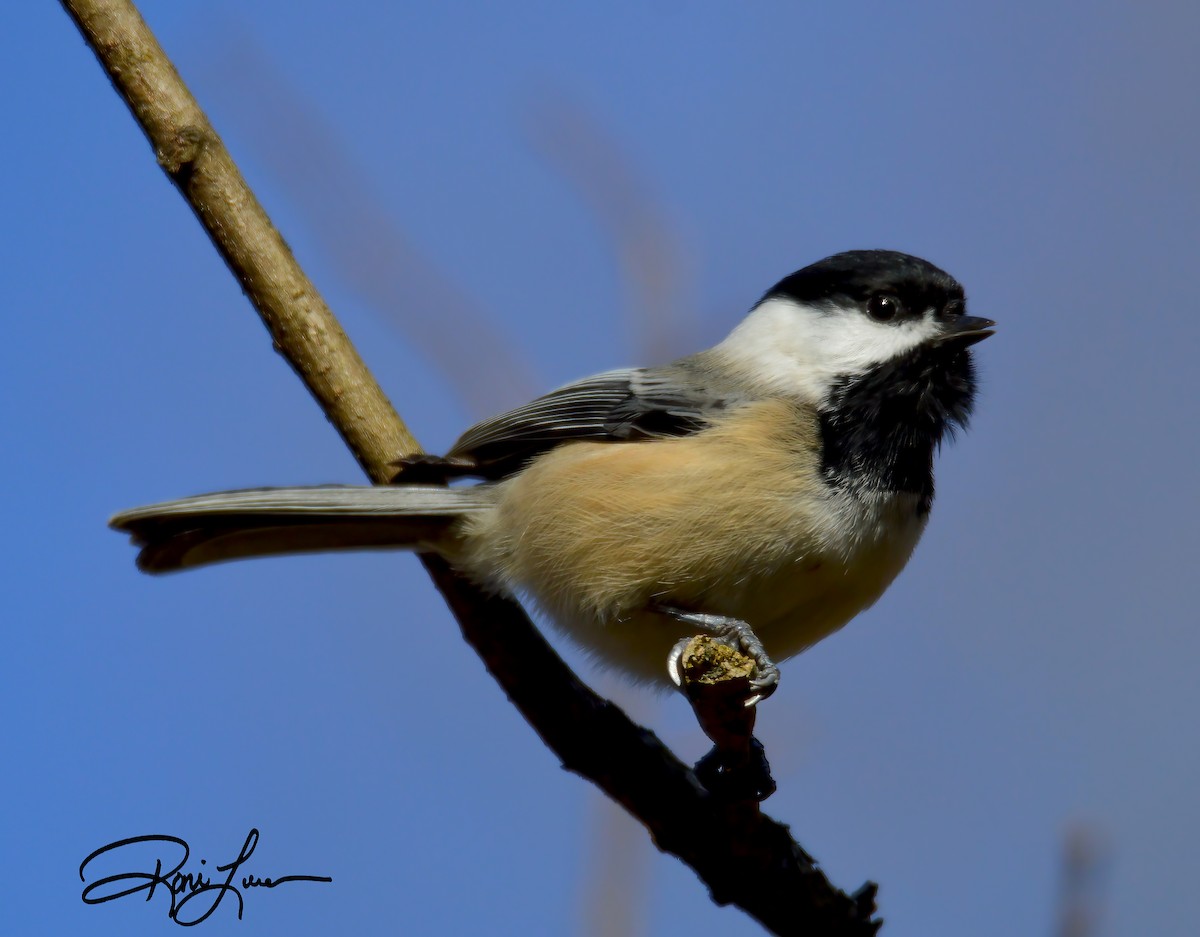 Black-capped Chickadee - ML284004901