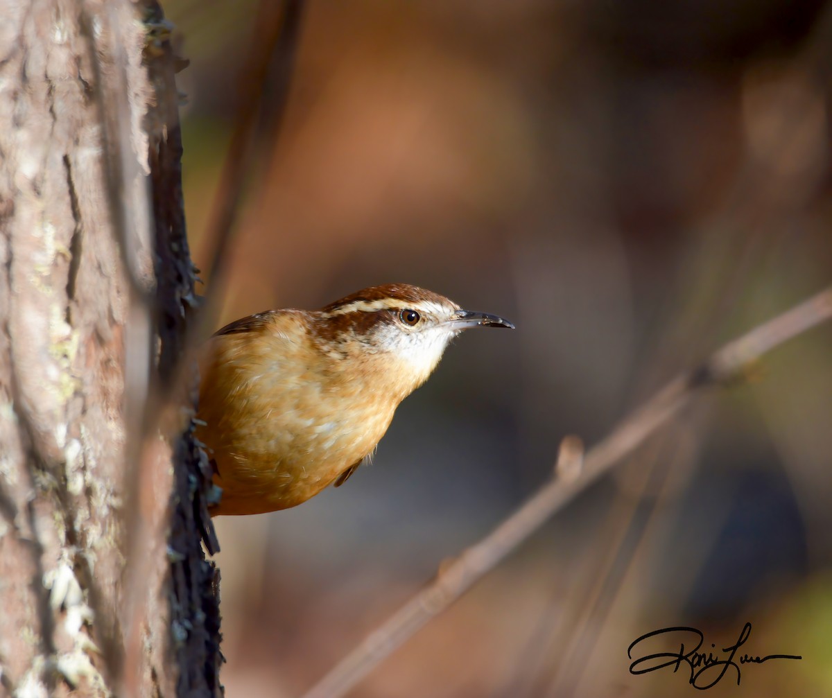 Carolina Wren - ML284005081