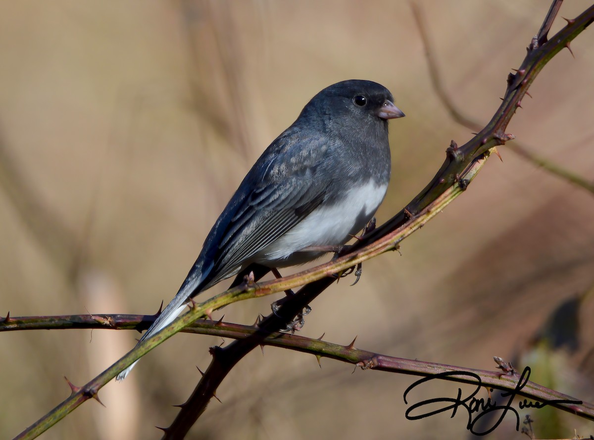 strnadec zimní - ML284005131