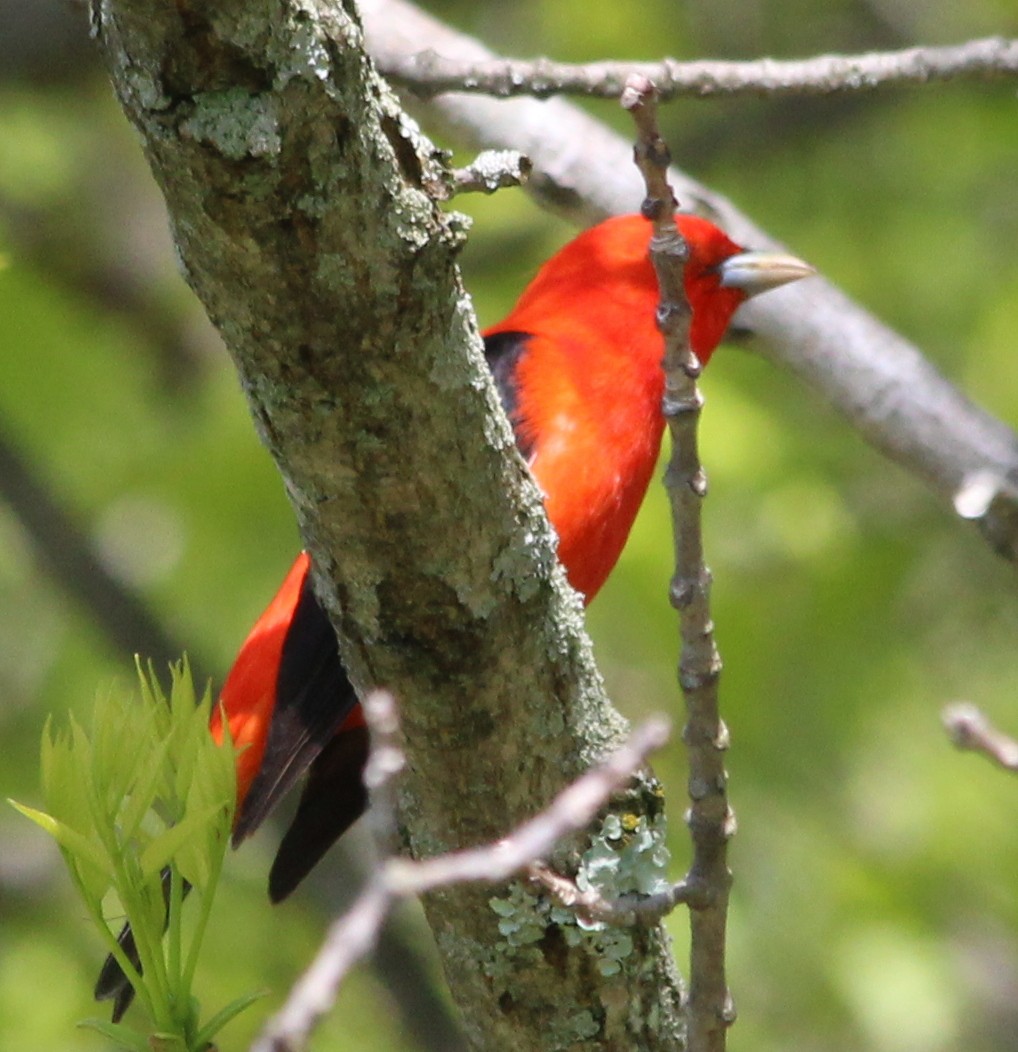 Scarlet Tanager - kevin dougherty