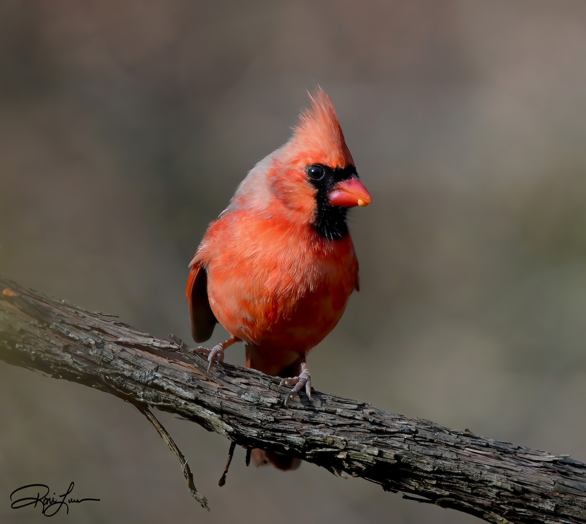 kardinál červený - ML284005261