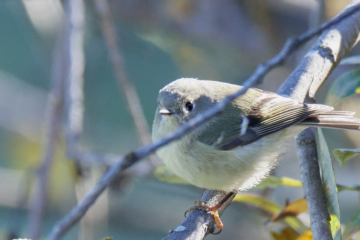 Ruby-crowned Kinglet - ML284005431