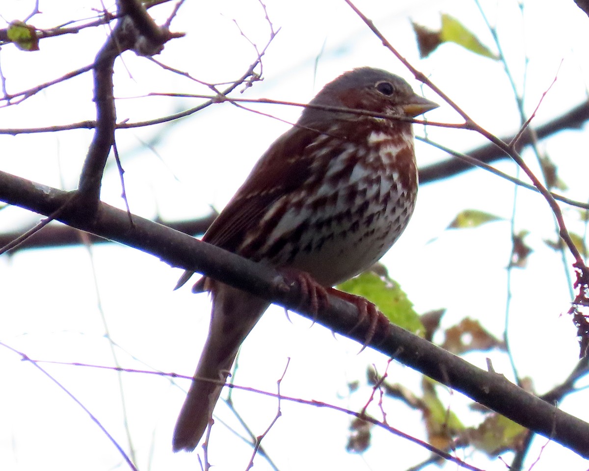 Fox Sparrow - ML284006591