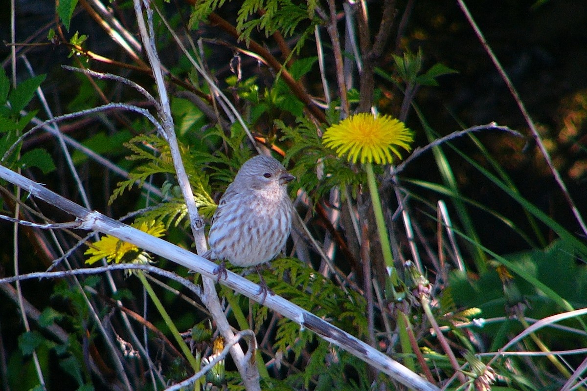 House Finch - ML284007461