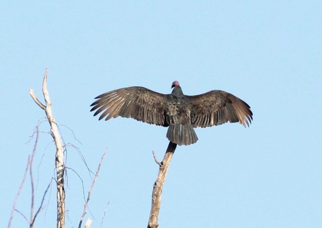 Turkey Vulture - ML284007471