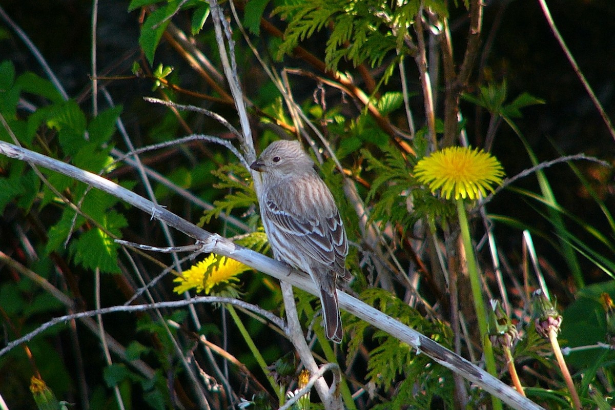 House Finch - Steve Heinl