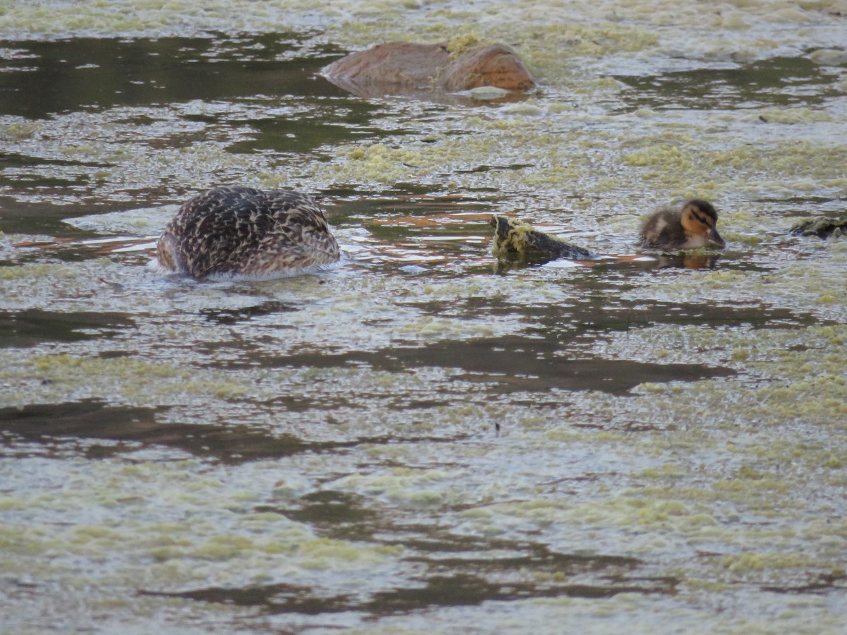 Mallard (Domestic type) - ML28400781