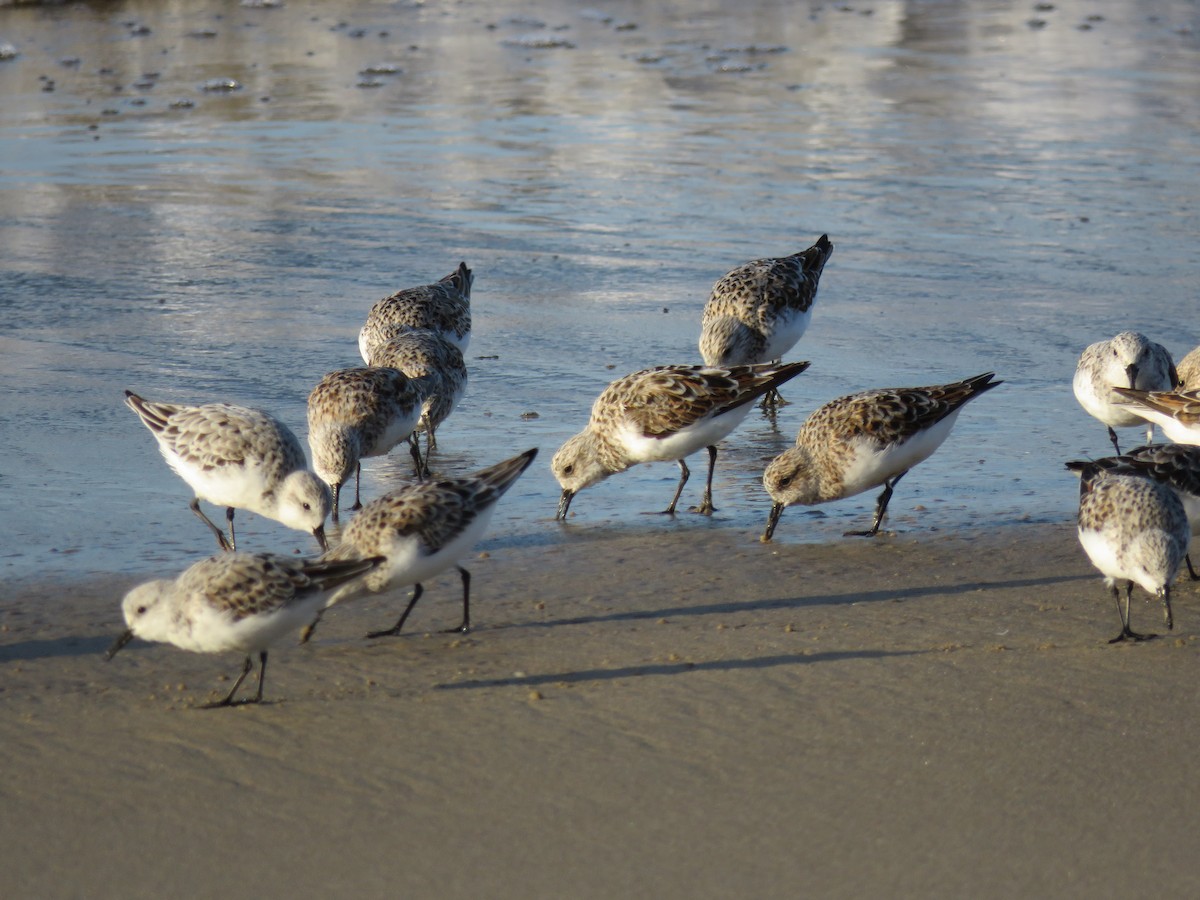 Bécasseau sanderling - ML28400871