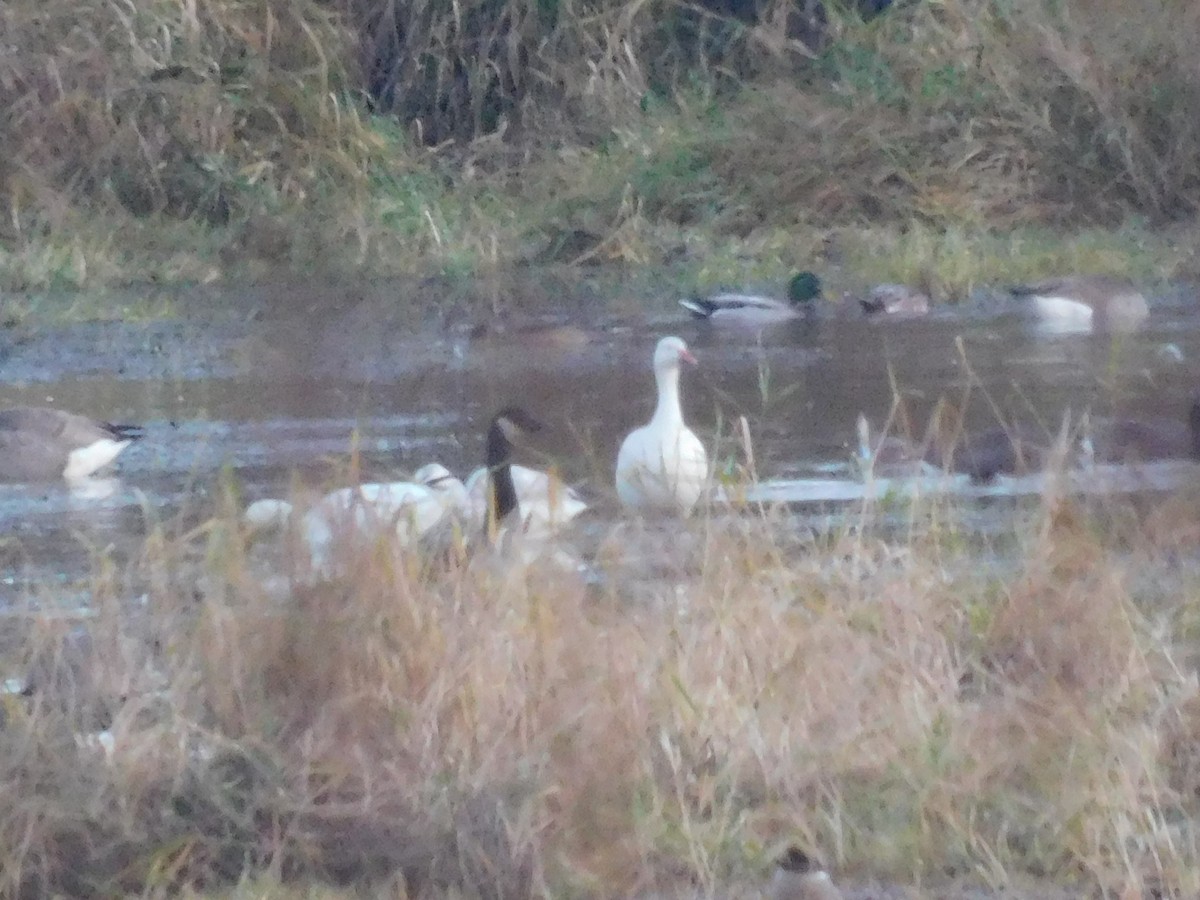 Snow Goose - ML284009721