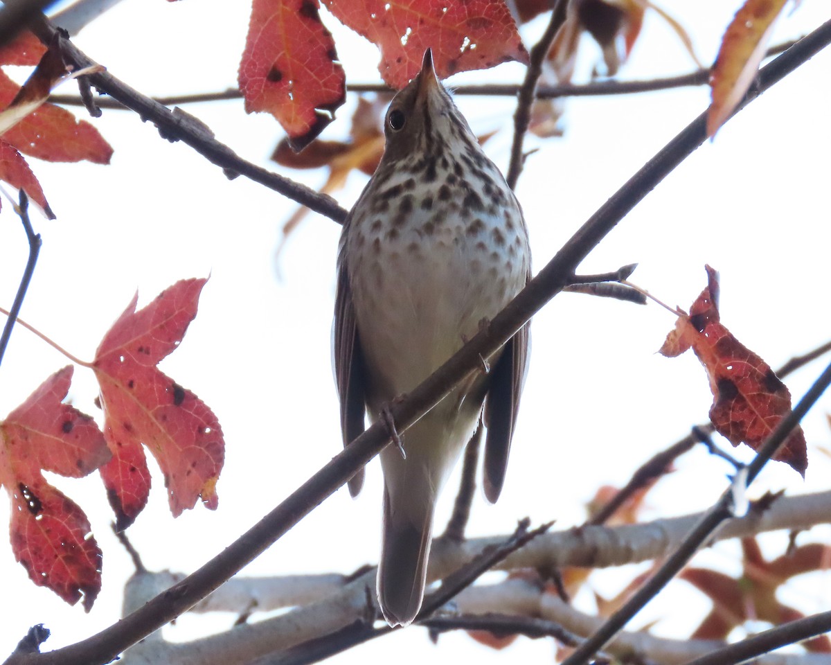 Hermit Thrush - ML284010081