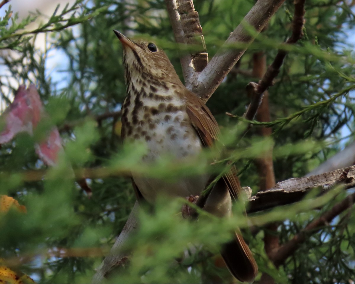 Hermit Thrush - ML284010091
