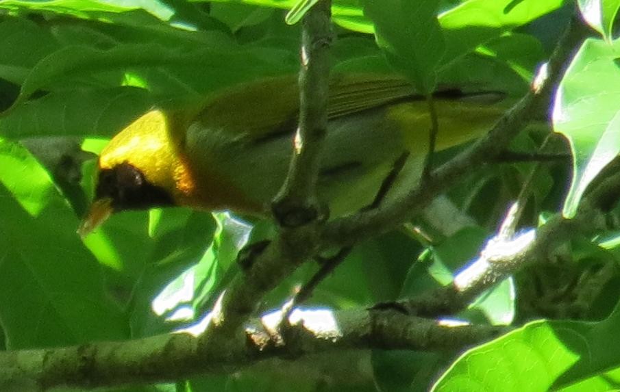 Guira Tanager - ML284010421